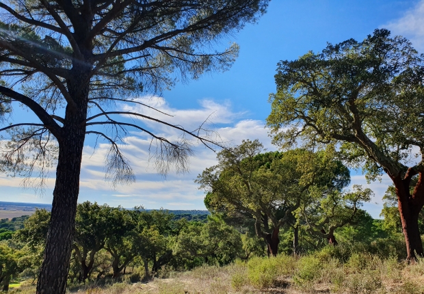 Montados forests with ecosystem services management